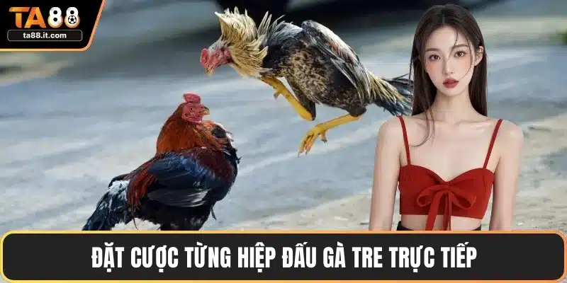 Trực Tiếp Đá Gà Tre - Chiến Lược Thắng Cược Hay Nhất