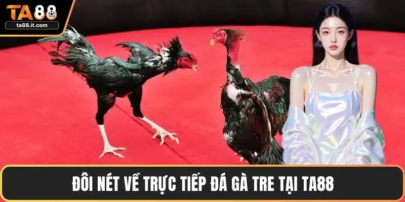 Trực Tiếp Đá Gà Tre - Chiến Lược Thắng Cược Hay Nhất