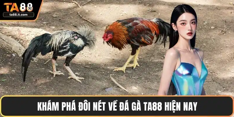 Đá Gà TA88 - Sảnh Đấu Hấp Dẫn, Tỷ Lệ Thắng Cao Nhất