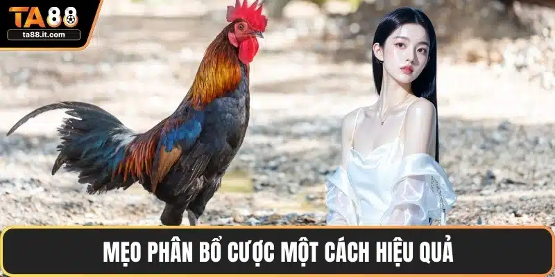 Đá Gà TA88 - Sảnh Đấu Hấp Dẫn, Tỷ Lệ Thắng Cao Nhất