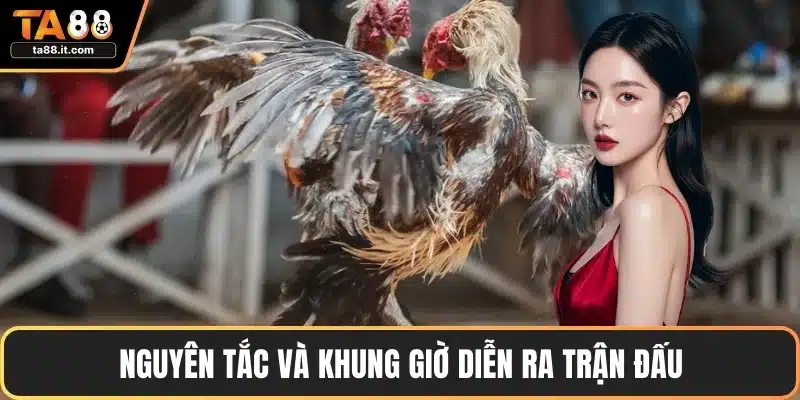 Đá Gà Đòn Thomo - Chiến Thuật Thắng Lớn Mọi Trận Đấu