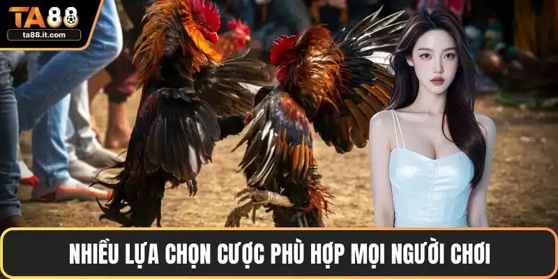 Đá Gà Đòn Thomo - Chiến Thuật Thắng Lớn Mọi Trận Đấu