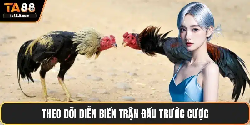 Đá Gà Đòn Thomo - Chiến Thuật Thắng Lớn Mọi Trận Đấu