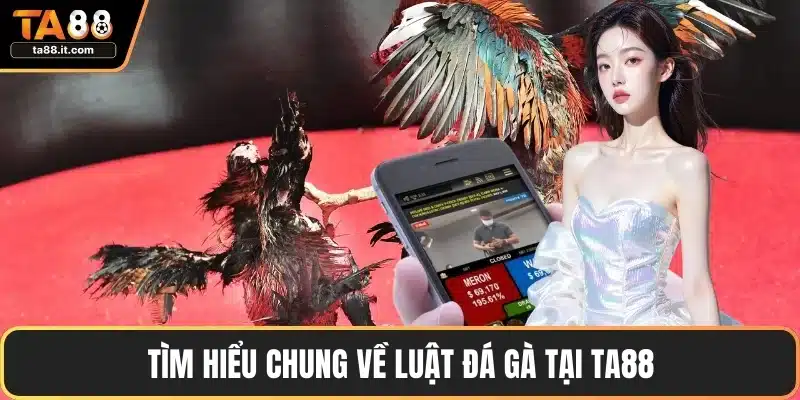 Luật Đá Gà - Quy Định, Chiến Lược Và Lưu Ý Quan Trọng