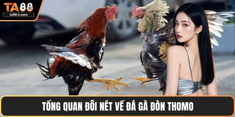 Đá Gà Đòn Thomo - Chiến Thuật Thắng Lớn Mọi Trận Đấu