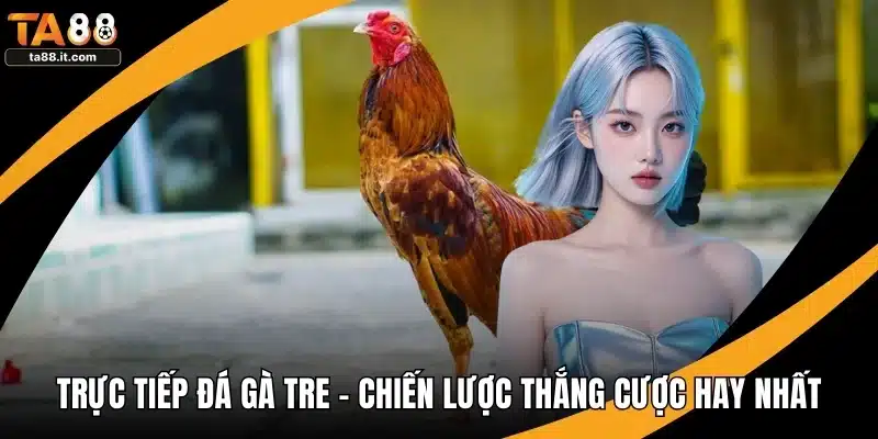 Đá Gà Đòn Thomo - Chiến Thuật Thắng Lớn Mọi Trận Đấu